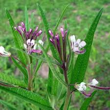 Image result for Cleome monophylla