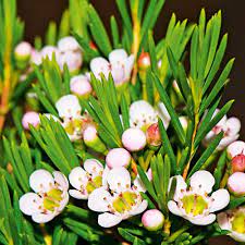 What flowers bloom in spring? Plant Winter Blooming Flowers Australian Handyman Magazine