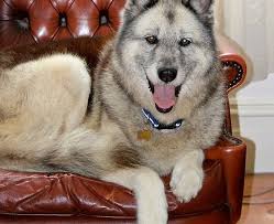Maybe you would like to learn more about one of these? Complete Guide To Gerberian Shepskies Mhl