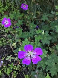 Planted in the right place geranium plants are very easy to grow with little need for any care or attention. Geranium Rozanne Is A Literal Groundcover Because It Covers A Vast Amount Of Ground Due To Its Wandering Habit Hard Geranium Rozanne Geraniums Plant Species