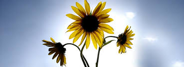 Check spelling or type a new query. Sunflowers Cover Pictures With Quotes Quotesgram