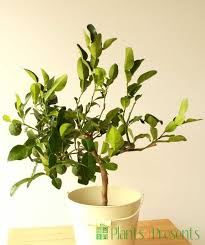Citrus hystrix, called the kaffir lime, makrut lime ( ), thai lime or mauritius papeda, is a citrus fruit native to tropical southeast asia and southern china. Grow Your Own Thai Kaffir Lime Leaves At Home With These Tasty Citrus Hystric Plants