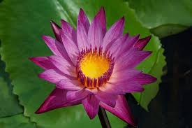 (it's a flower that just seems to float around on water) i dont want to buy a seed or anything when i googled lotus flower i got many pics of what i know as water lilies. 4098x768px Free Download Hd Wallpaper Purple Lotus Flower Plant Blossom Singapore Water Pond Lily Wallpaper Flare