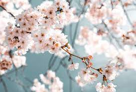 Maybe you would like to learn more about one of these? Hd Flowers Wallpapers 1080p 2k 4k 5k Hd Wallpapers Free Download Sort By Relevance Wallpaper Flare