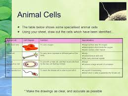 We did not find results for: Specialised Cells D Crowley Specialised Cells To Know How Animal And Plant Cells Are Adapted For Different Functions Friday August 14 Ppt Download
