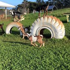 A furbo dog camera straight from the future. Photos At Honomu Goat Dairy 46 Visitors