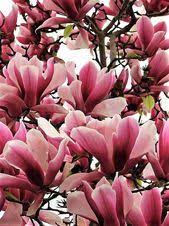 5 Lily Magnolia Flower Tree Pink Purple Fragrant Tulip Etsy In 2021 Flowering Trees Japanese Magnolia Tree Tulip Magnolia
