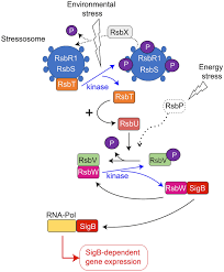 Impact Of Osmotic Stress On The Phosphorylation And Subcellular Location Of Listeria Monocytogenes Stressosome Proteins Scientific Reports Import cv2 image_path = ./путь/к/фото.расширение face_cascade = cv2.cascadeclassifier('haarcascade_frontalface_default.xml') image = cv2.imread(image_path). impact of osmotic stress on the
