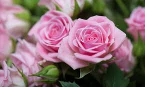 #pink rose #flute #k313 #classical music #orchestra #orquestra #rose #music major #music sheet #sheet music #love #band #marching #flowers #theblondeavenue #roses #pink rose #bouquet. Pink Roses The 15 Most Beautiful Rose Varieties