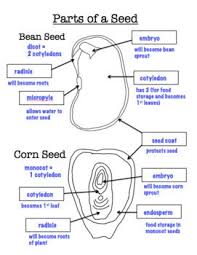 Free Parts Of A Seed Monocot And Dicot Glue In Notes Blank And Key Parts Of A Seed Plant Science Seeds
