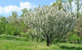 2017 crop protection guide for tree fruits in. Covering Apple Tree Pollination Stark Bro S
