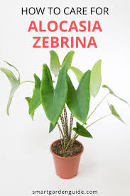 How To Care For Alocasia Zebrina Smart Garden Guide In 2020 Plant Care Houseplant Smart Garden Plant Care