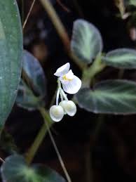 Image result for Begonia elaeagnifolia