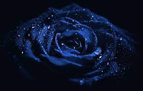 Maybe you would like to learn more about one of these? Blue Rose Black Background Wallpaper Hd