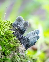 Image result for Xylaria polymorpha