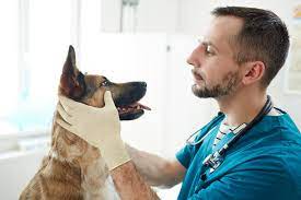 Activated Charcoal For Dogs Great Pet Care