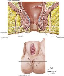 Image result for Perianal Abscess