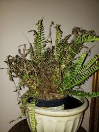 It is native to southern africa, from mozambique to south africa, but is widely cultivated. Houseplants Forum Indoor Plant Problems Asparagus Fern Turning Yellow Garden Org