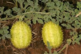 Image result for Cucumis zeyheri