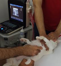 گالری بخش تصویر برداری | کلینیک آدورینا