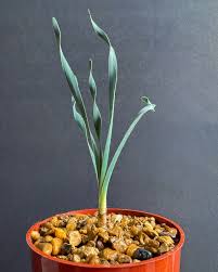 Image result for Boophone