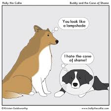 Buddy And The Cone Of Shame Collie Dog Border Collie Dog Collie