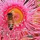 Beekeeping Basics - Summertime Beekeeping event image