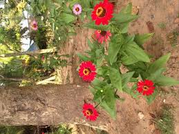 Mereka dikenal untuk berdiri cukup lama, membuat tampilan yang indah di vas atau di tanah. Bunga Dahlia Berbagai Warna Dan Jenis Steemit