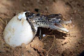 Berkembang biak dengan beranak, inilah contoh hewan vivipar! Ovovivipar Wikipedia Bahasa Indonesia Ensiklopedia Bebas