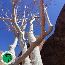 Image result for Sterculia quinqueloba