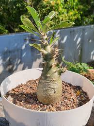 Image result for Pachypodium saundersii