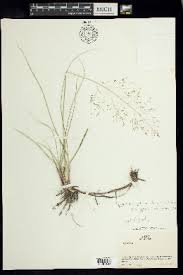 Image result for Sporobolus myrianthus