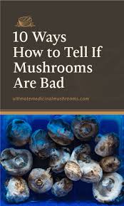 These cells invade and destroy healthy body cells leading to a. 10 Ways How To Tell If Mushrooms Are Bad Umm