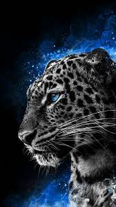 Coole Hintergrunde Cheetah Wallpaper Wild Animal Wallpaper Wild Animals Photography