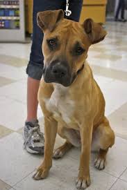 The pit heeler is slightly longer than it is tall. Mutt Muttsavers