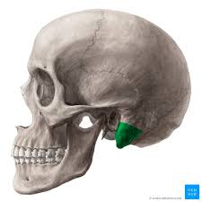 It also makes more sense when you think about it, because i don't see how our bones could somehow increase in number when we. Mastoid Process Anatomy Function And Attachments Kenhub