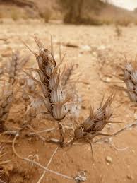 Image result for Blepharis