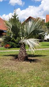 Brahea Armata Ausgepflanzt In Deutschland Palmenarten Winterhart Palmen