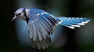 Blue Jay Desktop Wallpapers Wallpaper Cave