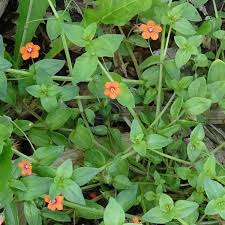 Image result for Anagallis