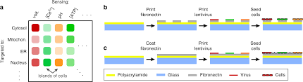 In almost all media for plant cell and tissue culture, thiamine (vitamin b1) is included. Multiplexed Optical Sensors In Arrayed Islands Of Cells For Multimodal Recordings Of Cellular Physiology Nature Communications