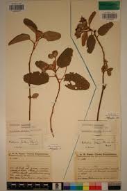 Image result for Melhania forbesii