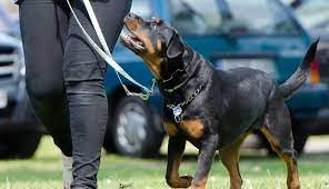Hunde benötigen futter, aber vor allem liebe. Die 6 Besten Hundetraining Tipps