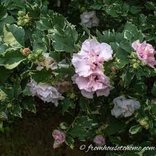 Consider adding flowering garden bushes to a flower bed or brighten a natural area in the front of your home with an accent shrub blooming with roses or camellias. Fall Perennials Shrubs 15 Of The Best Plants For Fall Flowers Gardening From House To Home