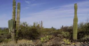 See more ideas about tall cactus, cactus, cactus plants. Mexican Cardon Cactus The World S Largest Cactus Arizona Daily Independent