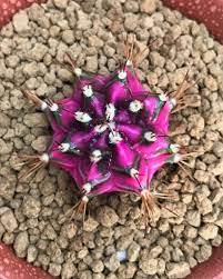 While researchers have made note of many old individual cacti. 9 Most Rare Cacti That Are Hard To Find Succulent City