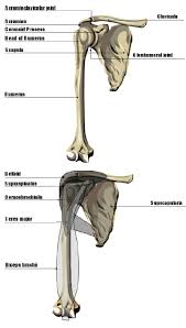 We did not find results for: Anatomy Of The Shoulder Download Scientific Diagram