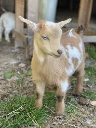 Get directions, reviews and information for beyond yoga in franklin, tn. Goat Yoga Nashville Mcewen Northside Coolsprings Mcewen Northside Franklin Tn August 9 2021