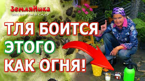 как избавиться от тли на смородине во время цветения Super Sposob Kak Unichtozhit Vsyu Tlyu Na Svoem Uchastke Kak Izbavitsya Ot Kak Izbavitsya Ot Muravyov Krytoe Ogorodnichestvo Sadovye Vrediteli