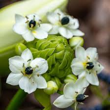 Image result for Ornithogalum